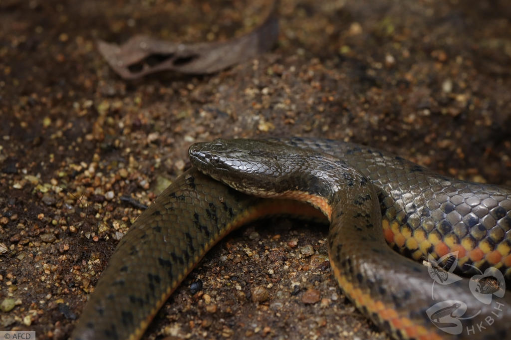 A picture of the Chinese water snake curtesy of the Hong Kong Biodiversity Information Hub (part of the Agriculture, Fisheries and Conservation Department)